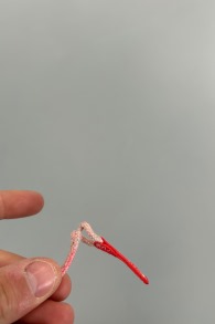 Duotone Kiteboarding-Rebel D/LAB 2026 Kite (DEMO)